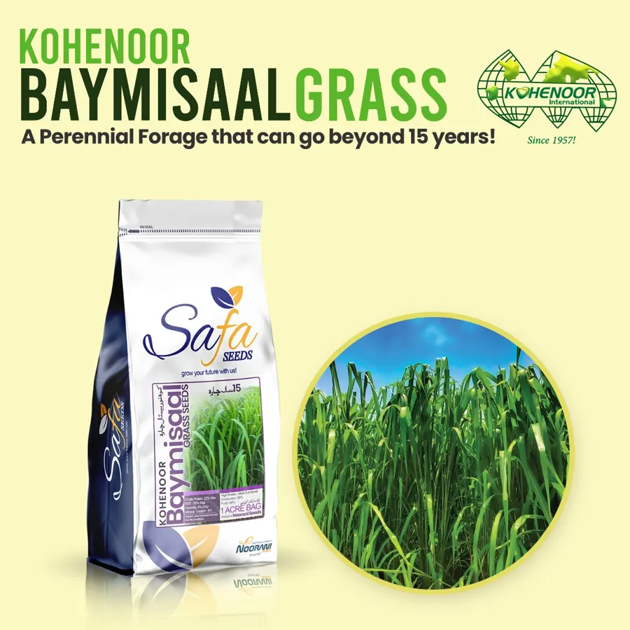 Baymisaal hybrid pearl millet seed, Pakistan origin