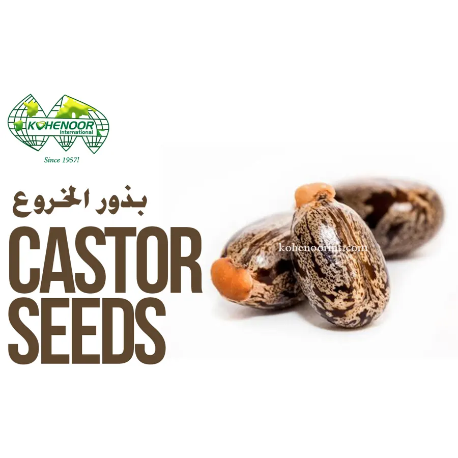 Castor seed, bold type, Pakistan origin
