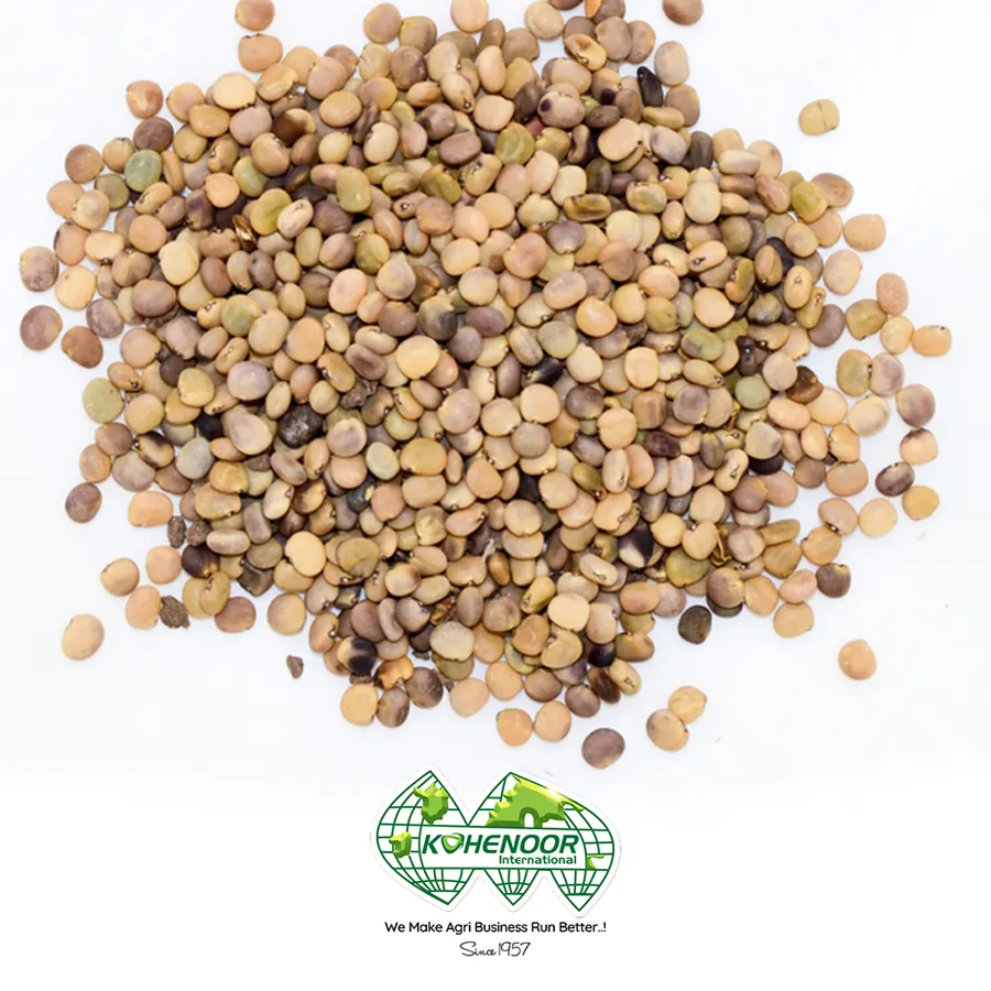 Guar seed, KN17 variety, Pakistan origin