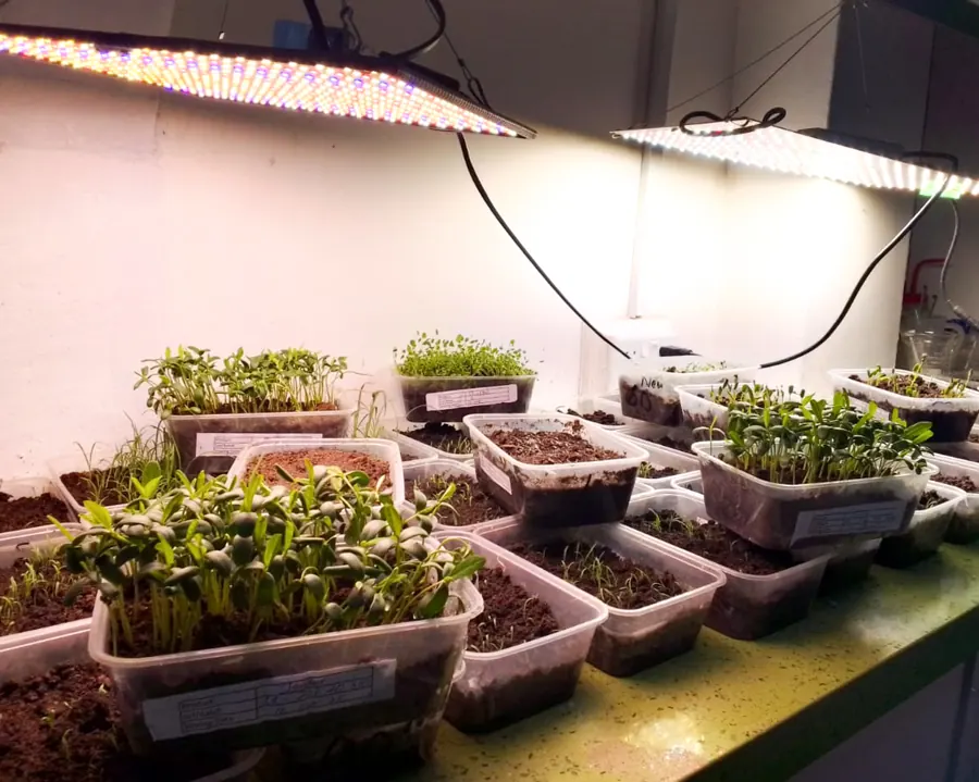 Germination trays in the growth chamber