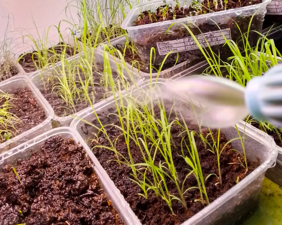 Moisture and thousand-seed weight testing