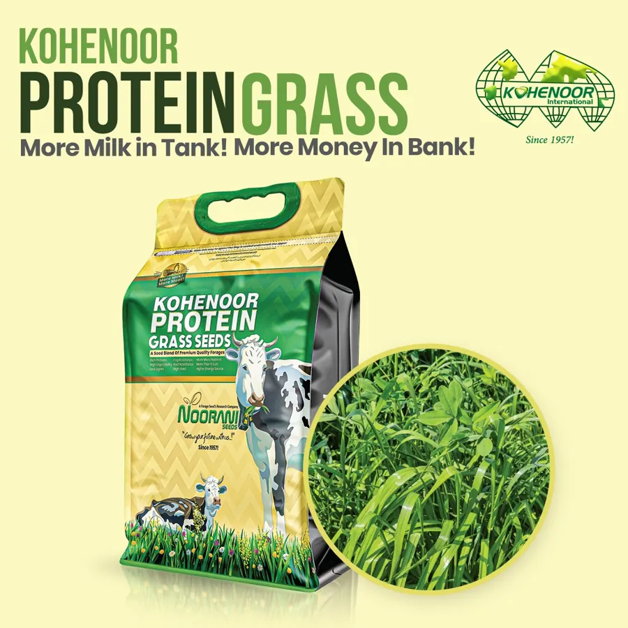 Forage sorghum seed, BMR 313 hybrid, Pakistan origin