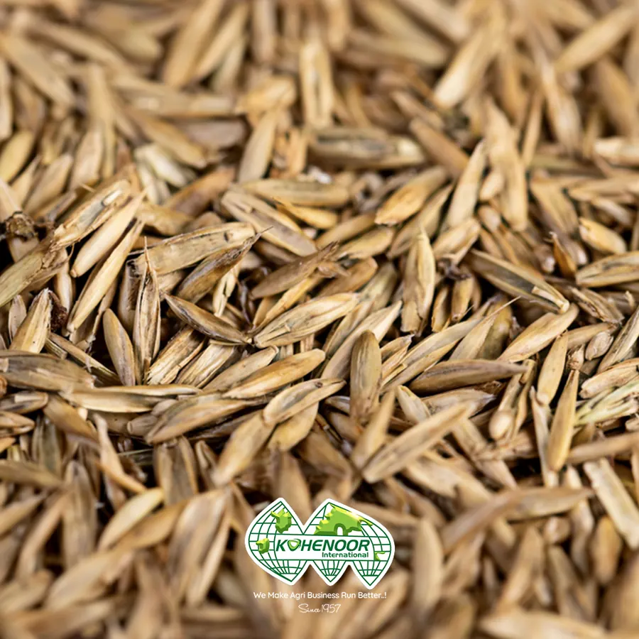Annual ryegrass seed, Pakistan origin