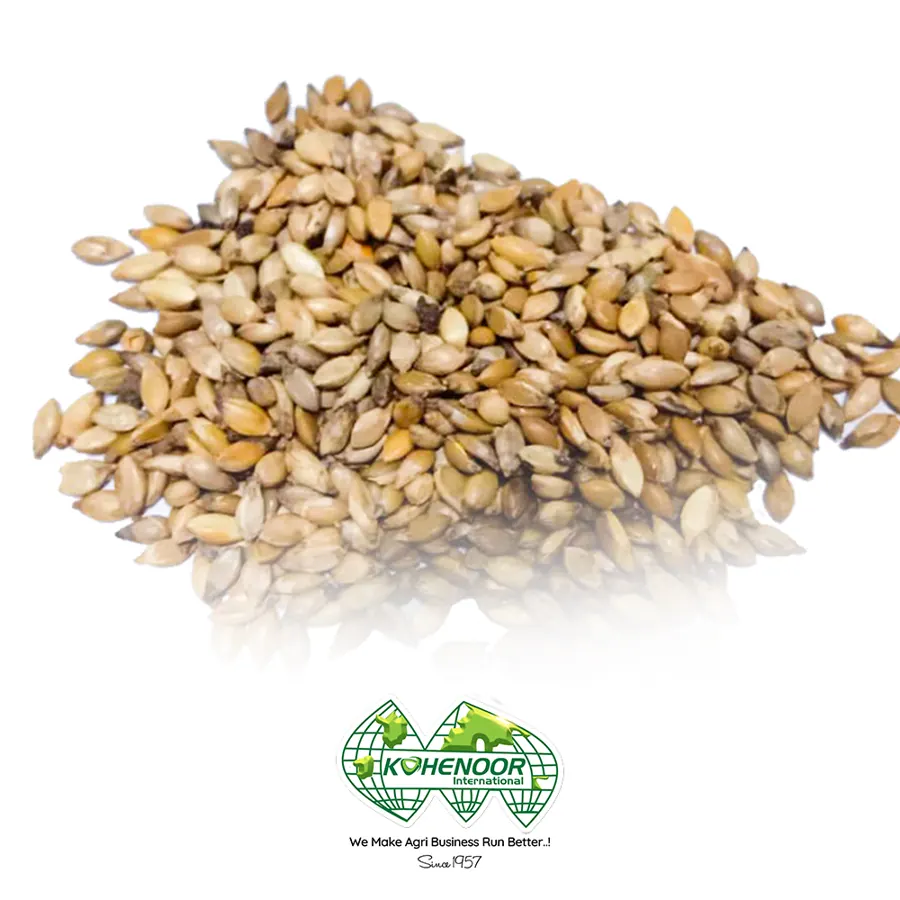 Brachiaria (Kohenoor Velvet Grass) seed, Pakistan origin
